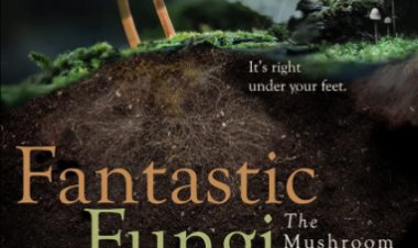 פטריה פנטסטית כתובית | Fantastic Fungi Subtitle