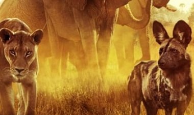 שורדים בגן עדן: סיפורי משפחה כתובית | Surviving Paradise: A Family Tale Subtitle