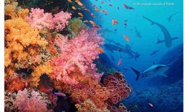 הרפתקה בשונית האלמוגים כתובית | Coral Reef Adventure Subtitle