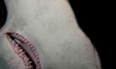 טורפי על כתובית | Mega Hammerhead Subtitle