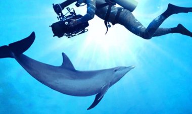 לצלול עם דולפינים כתובית | Diving with Dolphins Subtitle