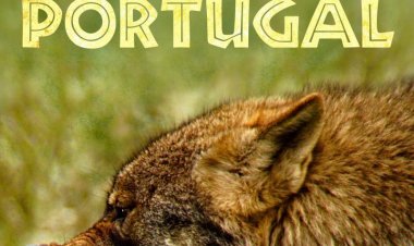 פורטוגל הפראית כתובית | Wild Portuga Subtitle