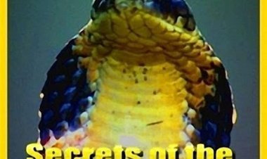 הקוברה המלכותית כתובית | Secrets of the King Cobra Subtitle