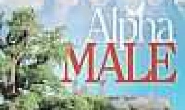 איש משפחה כתובית | Alpha Male Subtitle