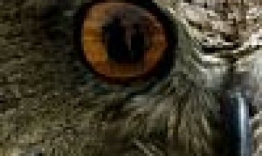 אולטימה, תברכי אותי כתובית | Bless Me, Ultima Subtitle