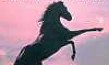 הסייח השחור כתובית | The Black Stallion Subtitle