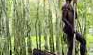 עשרה קאנו כתובית | Ten Canoes Subtitle