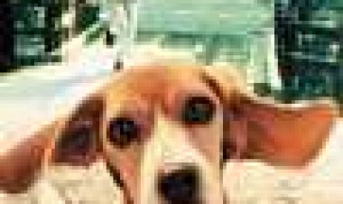 שיילו כתובית | Shiloh Subtitle