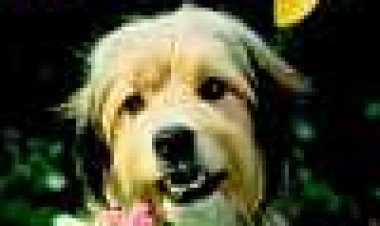 בנג'י כתובית | Benji Subtitle