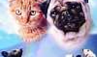 ההרפתקאות של מילו ואוטיס כתובית | The Adventures Of Milo And Otis Subtitle