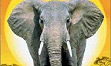 לחישות: סיפור של פיל כתובית | Whispers: An Elephant's Tale Subtitle