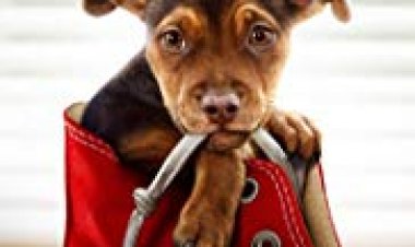 בלה, שובי הביתה / דרכו של הכלב כתובית | A Dog's Way Home Subtitle