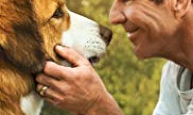 נשמה של כלב 2 כתובית | A Dog's Journey Subtitle