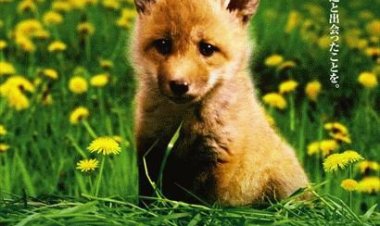 השועלה הקטנה כתובית | Helen the Baby Fox Subtitle